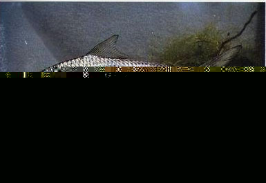 Anodontostoma chacunda